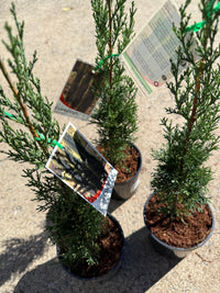 Italian Pencil Pine Glauca (Cupressus sempervirens) - Ladybird Nursery