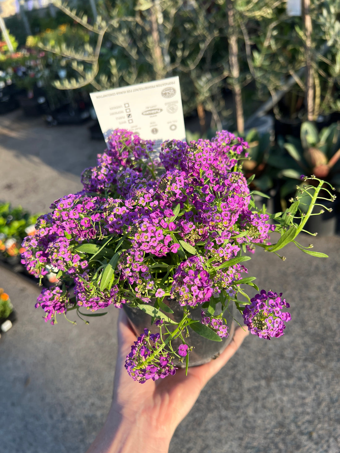 Purple Stream (Lobularia maritima)