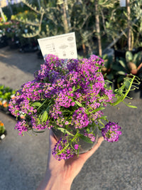 Purple Stream (Lobularia maritima)