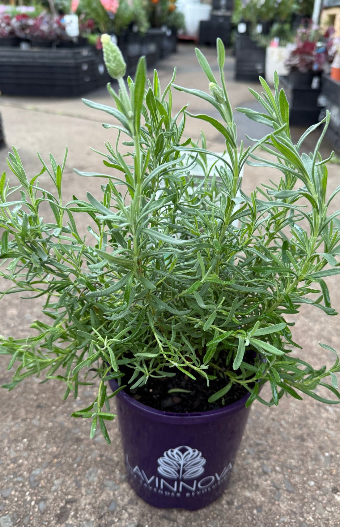 Lavender 'Winter Lace' - Ladybird Nursery