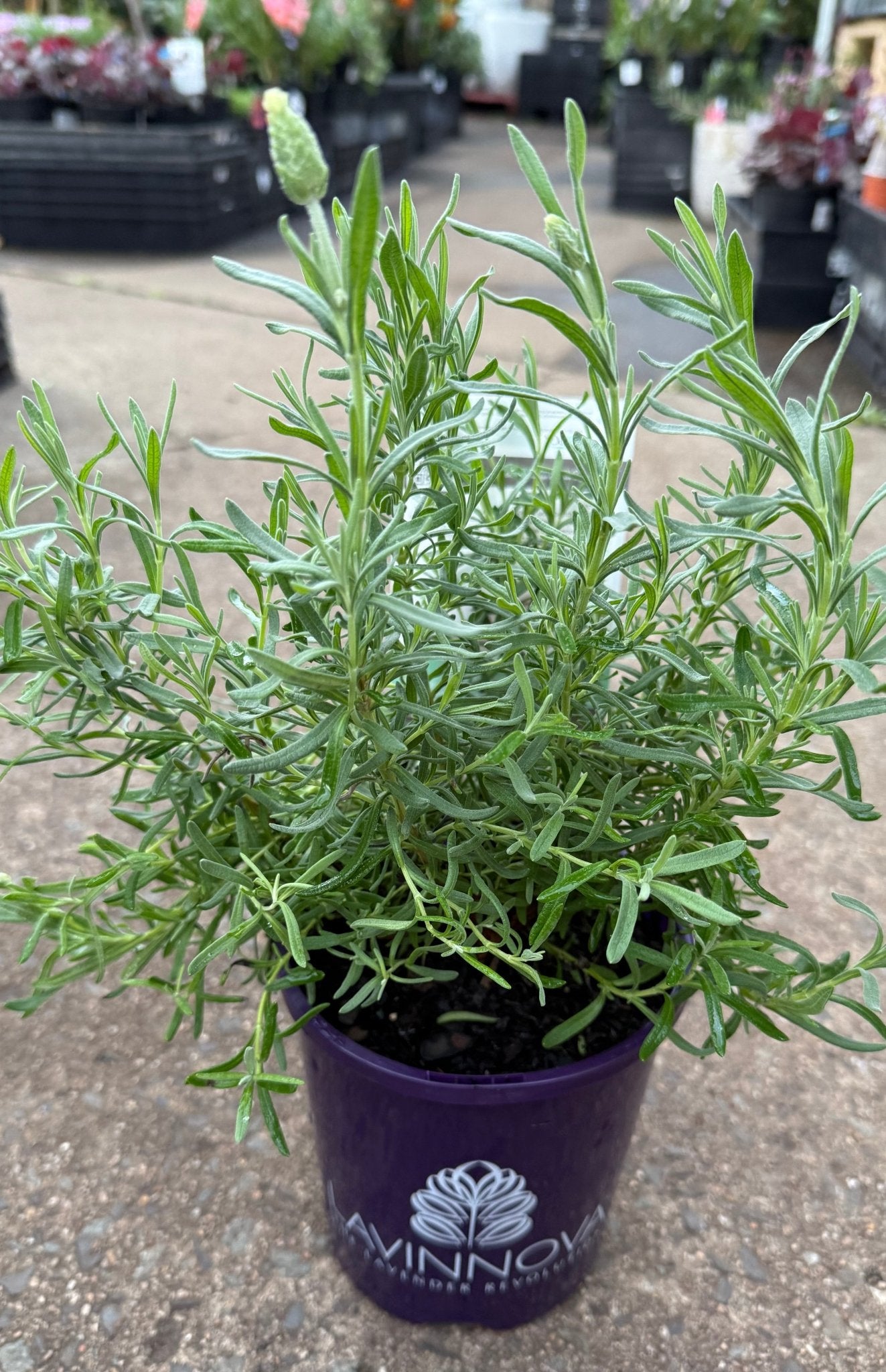 Lavender 'Winter Lace' - Ladybird Nursery