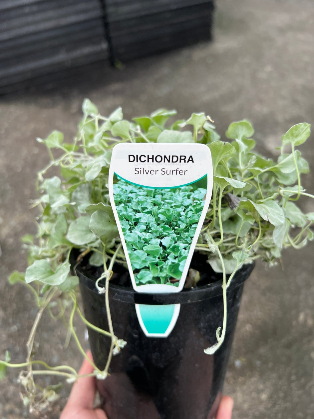 Dichondra 'Silver Surfer' (Dichondra argentea) - Ladybird Nursery