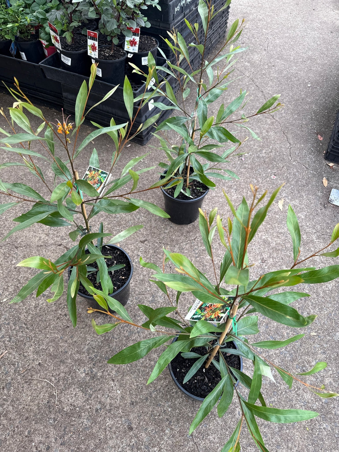 Grevillea Orange Marmalade - Ladybird Nursery