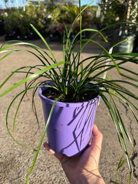 Rain Lily Grandjax (Zephyranthes) - Ladybird Nursery