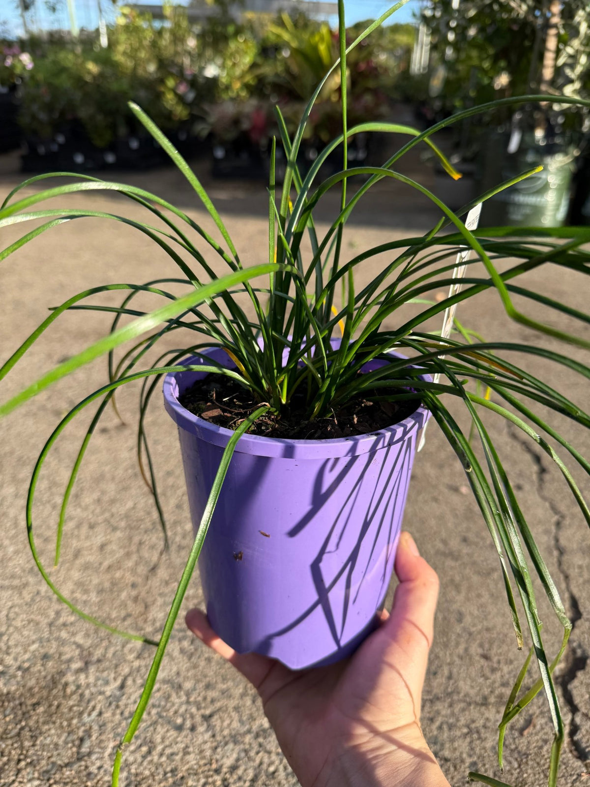Rain Lily Grandjax (Zephyranthes) - Ladybird Nursery