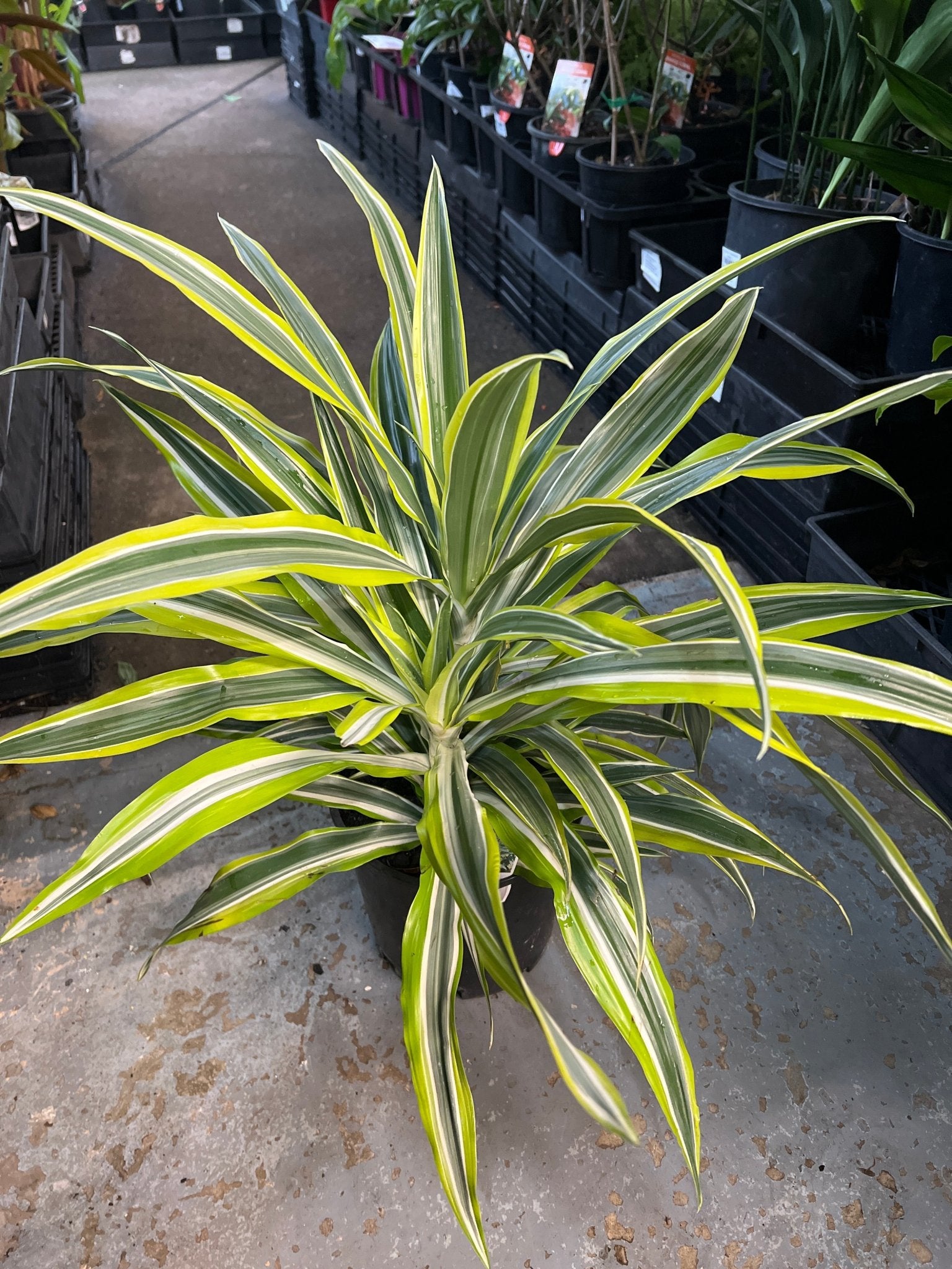 Dracaena 'Lemon Lime' Large - Ladybird Nursery