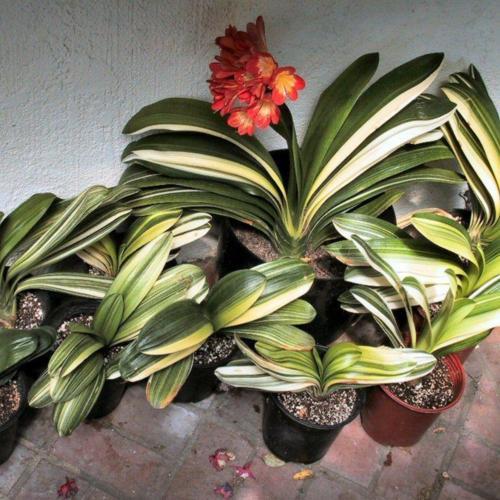 Bush Lily Variegated Orange (Clivia miniata) - Ladybird Nursery