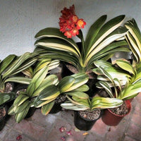 Bush Lily Variegated Orange (Clivia miniata)