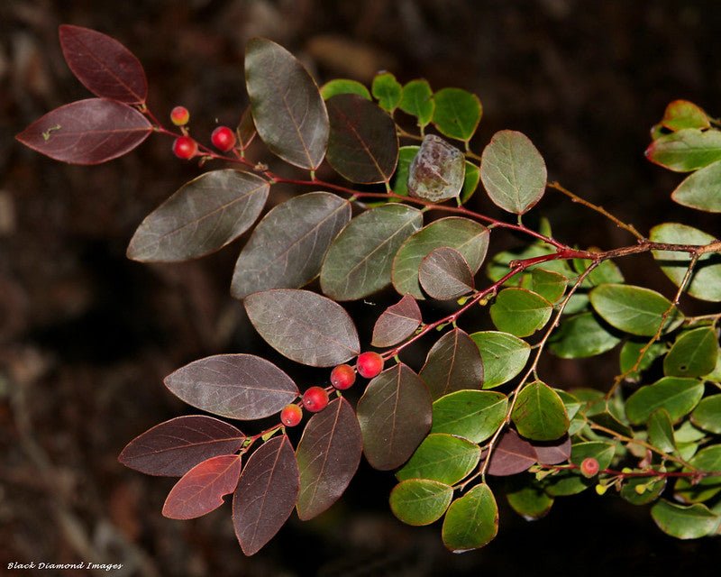 Snowbush Ironstone Range (Breynia sp.) - Ladybird Nursery