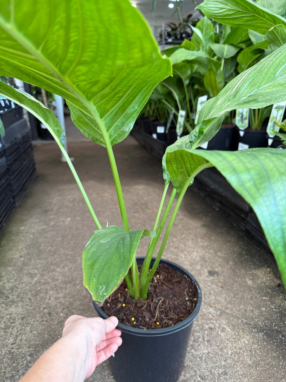 White Bat Plant (Tacca integrifolia) - Large - Ladybird Nursery
