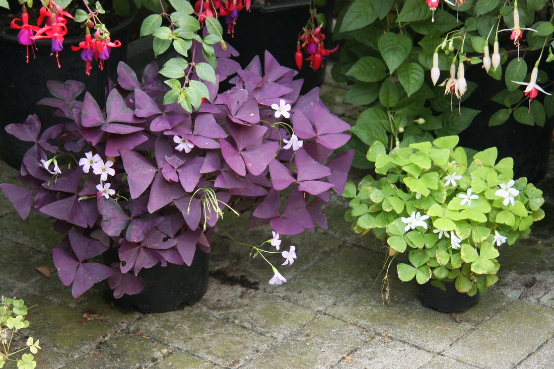 Purple Shamrock Purpurea (Oxalis triangularis) Pickup ONLY - Ladybird Nursery
