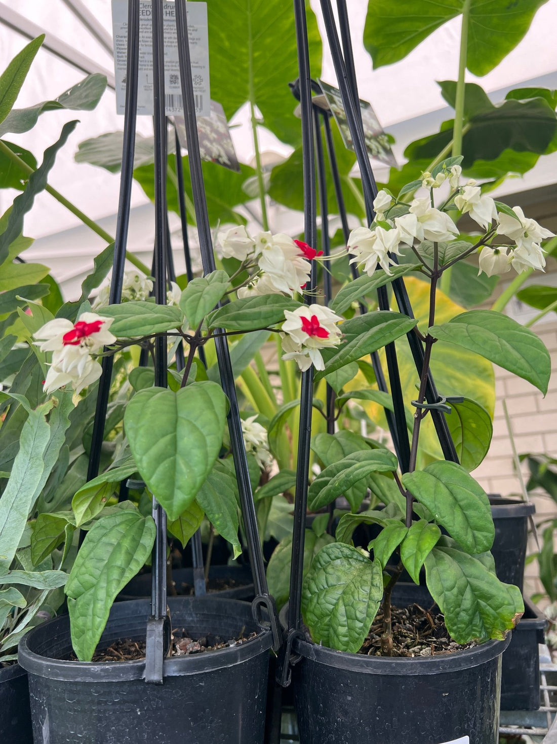 Bleeding Heart (Clerodendrum thomsoniae) - Ladybird Nursery