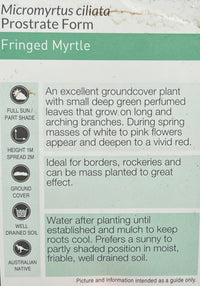 Fringe Myrtle (Micromyrtus ciliata) - Ladybird Nursery