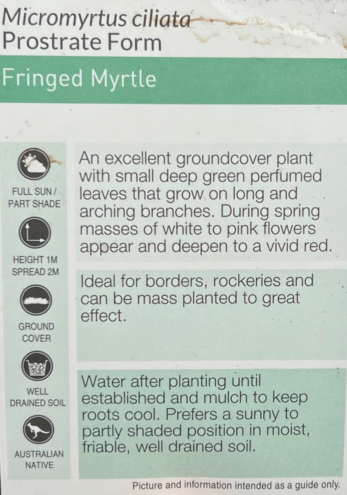 Fringe Myrtle (Micromyrtus ciliata) - Ladybird Nursery