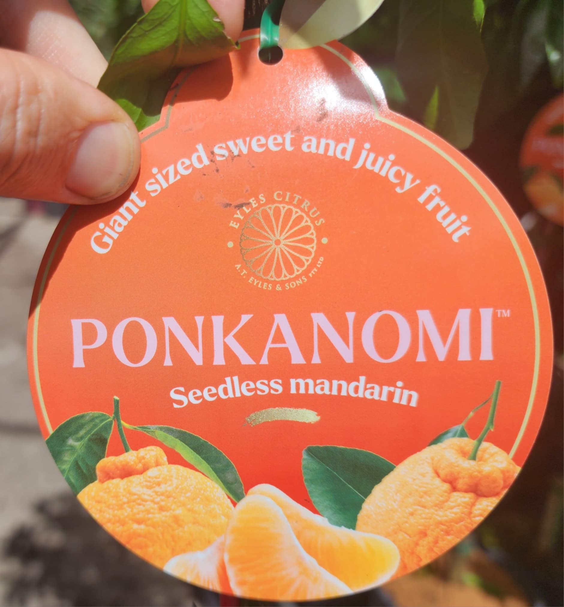Ponkanomi GIANT Seedless Mandarin (QLD Only)
