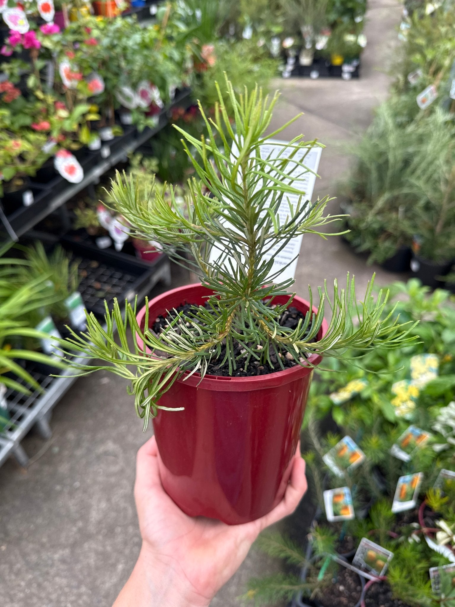Banksia 'Honeyeater Delight' - Ladybird Nursery