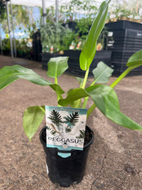 Philodendron 'Peggasus'