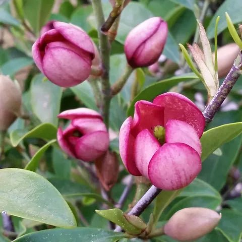 Port Wine Magnolia (Michelia figo) 300mm Pot PICK UP ONLY - Ladybird Nursery