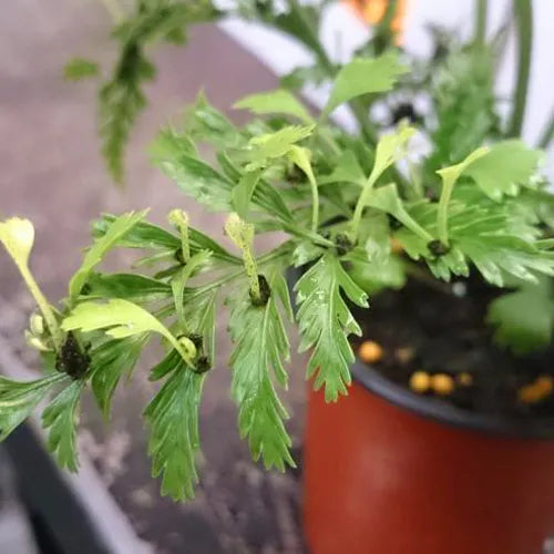 Island Beauty Fern (Asplenium Island)