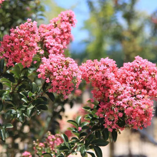 Crepe Myrtle Comanche (Lagerstroemia)