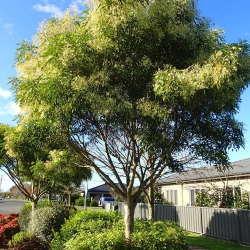 Evergreen Ash (Fraxinus griffithii)