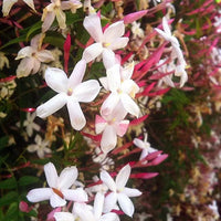 Pink Jasmine (Jasminum polyanthum)