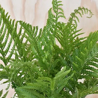 Island Beauty Fern (Asplenium Island) - Ladybird Nursery