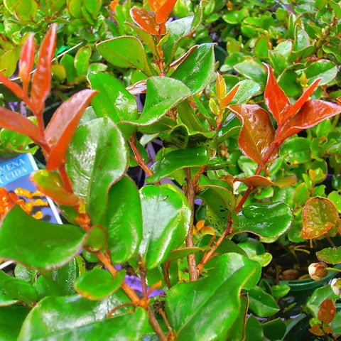 Cape Beech (Royena lucida)