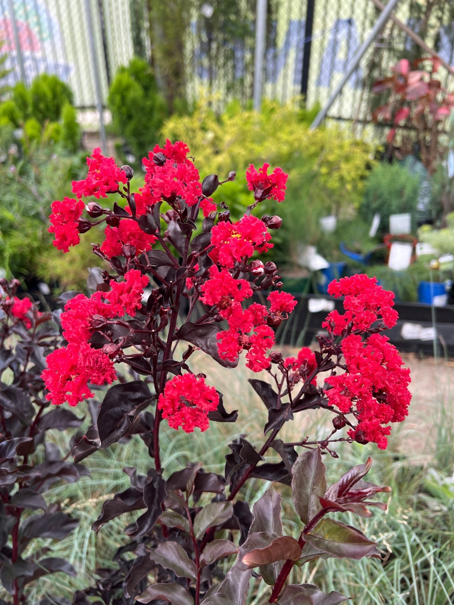 Crepe Myrtle Diamonds in the Dark Best Red (Lagerstroemia) - Ladybird Nursery