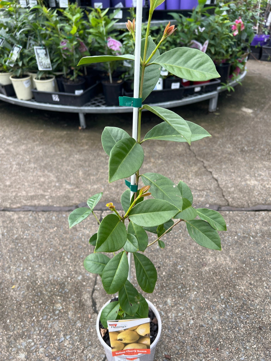 Guava 'Yellow Cherry' - Ladybird Nursery