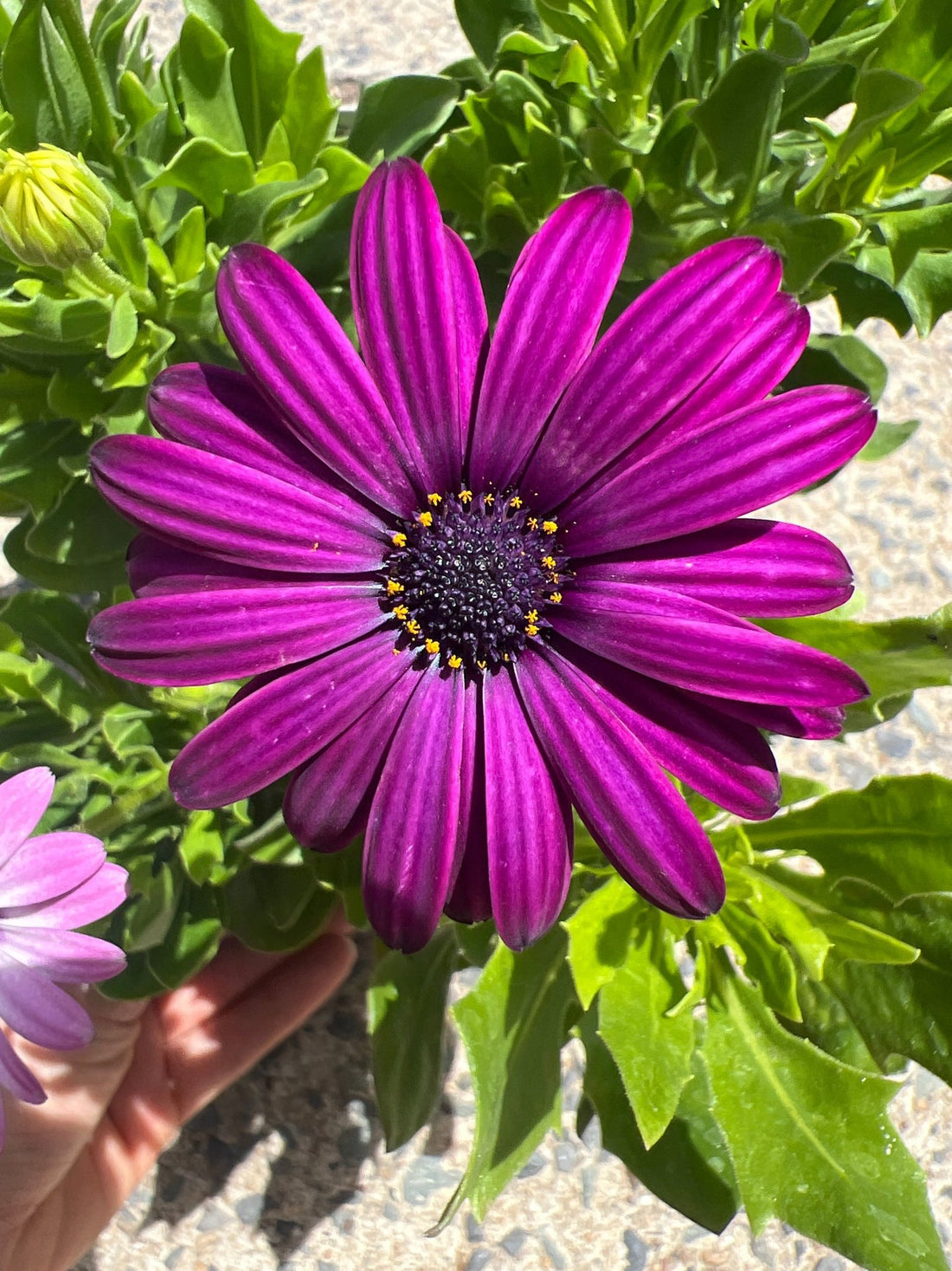 African Daisy - 4cell pot (PICK UP ONLY) - Ladybird Nursery