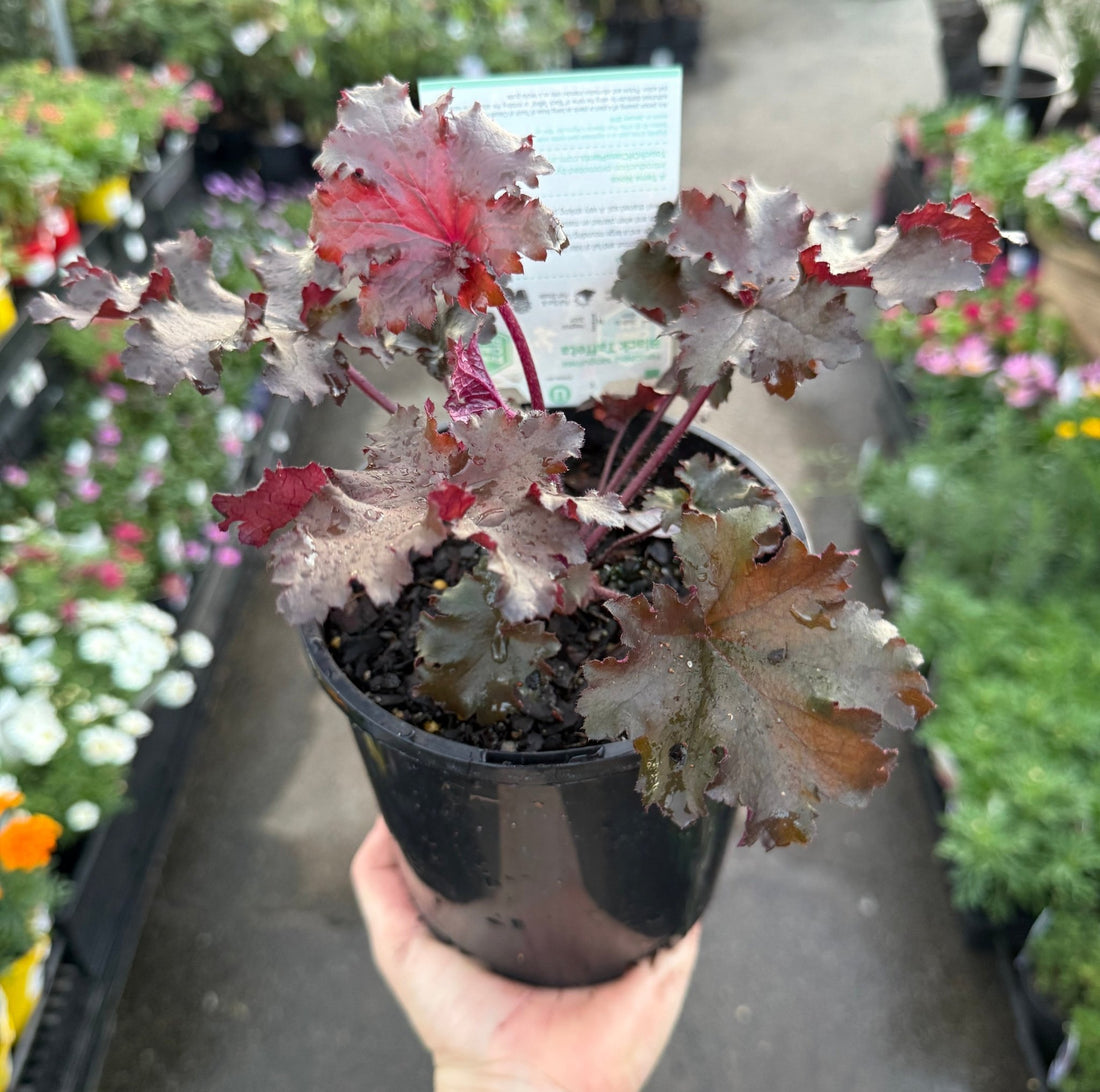 Heuchera 'Black Taffeta' (Heuchera sanguinea) - Ladybird Nursery