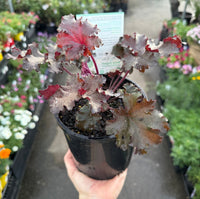 Heuchera 'Black Taffeta' (Heuchera sanguinea) - Ladybird Nursery