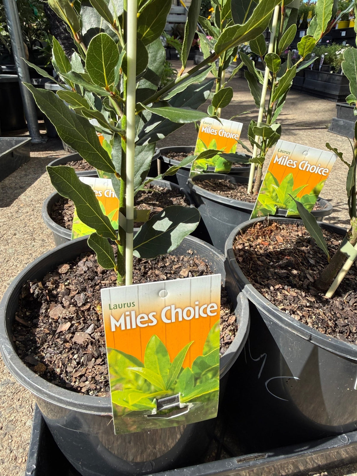 Bay Leaf 'Miles Choice' (Laurus nobilis) - Large - Ladybird Nursery