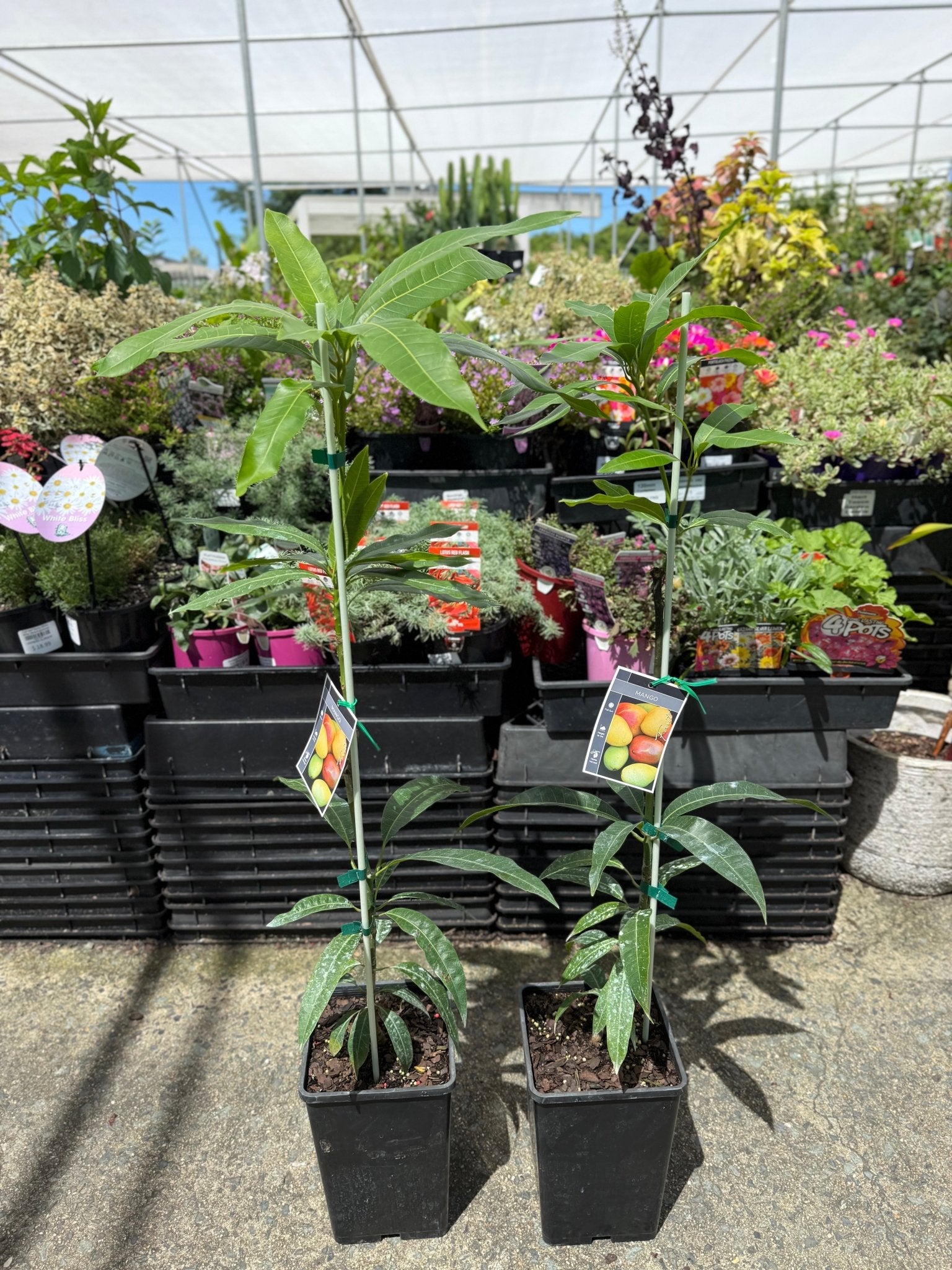 Mango Manjeera (Thailand) Grafted - Ladybird Nursery
