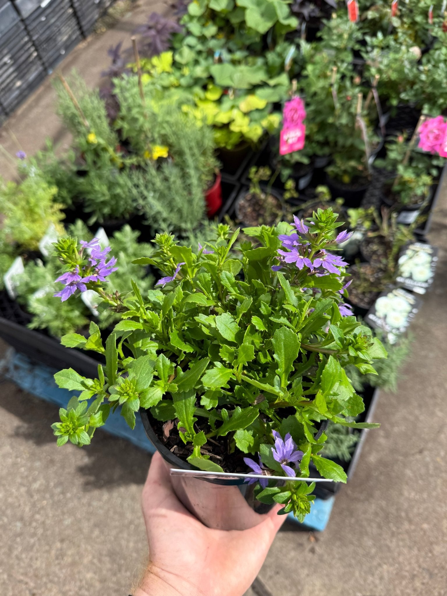 Fan Flower Touch Blue (Scaevola aemula) - Ladybird Nursery