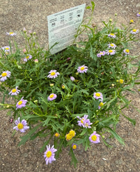 Swan River Daisy ‘Mauve Delight’ (Brachyscome) - Ladybird Nursery