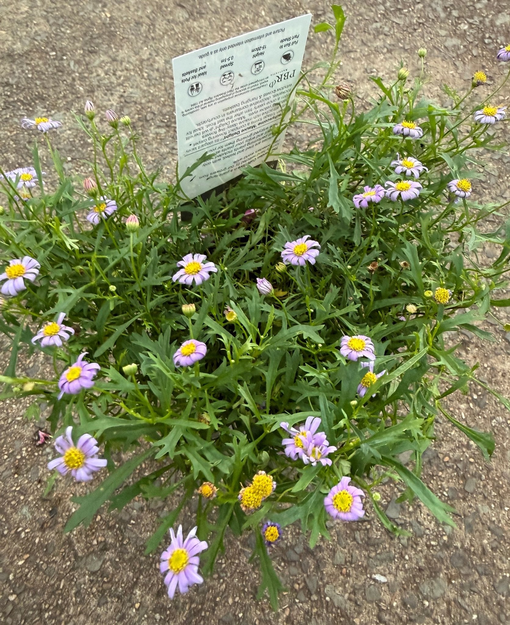 Swan River Daisy ‘Mauve Delight’ (Brachyscome) - Ladybird Nursery