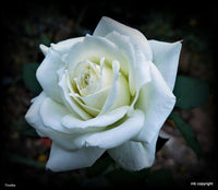 Rose Tineke 2 ft Standards (Rosa) - Ladybird Nursery