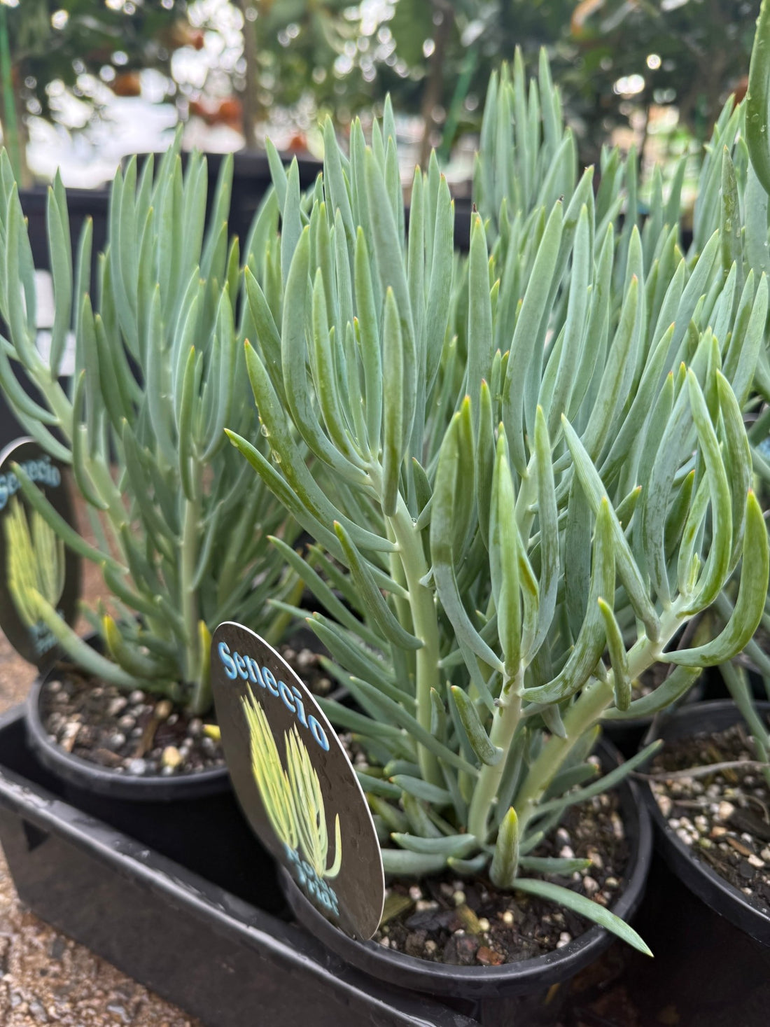 Senecio 'Nolas Pride' (Senecio) - Ladybird Nursery