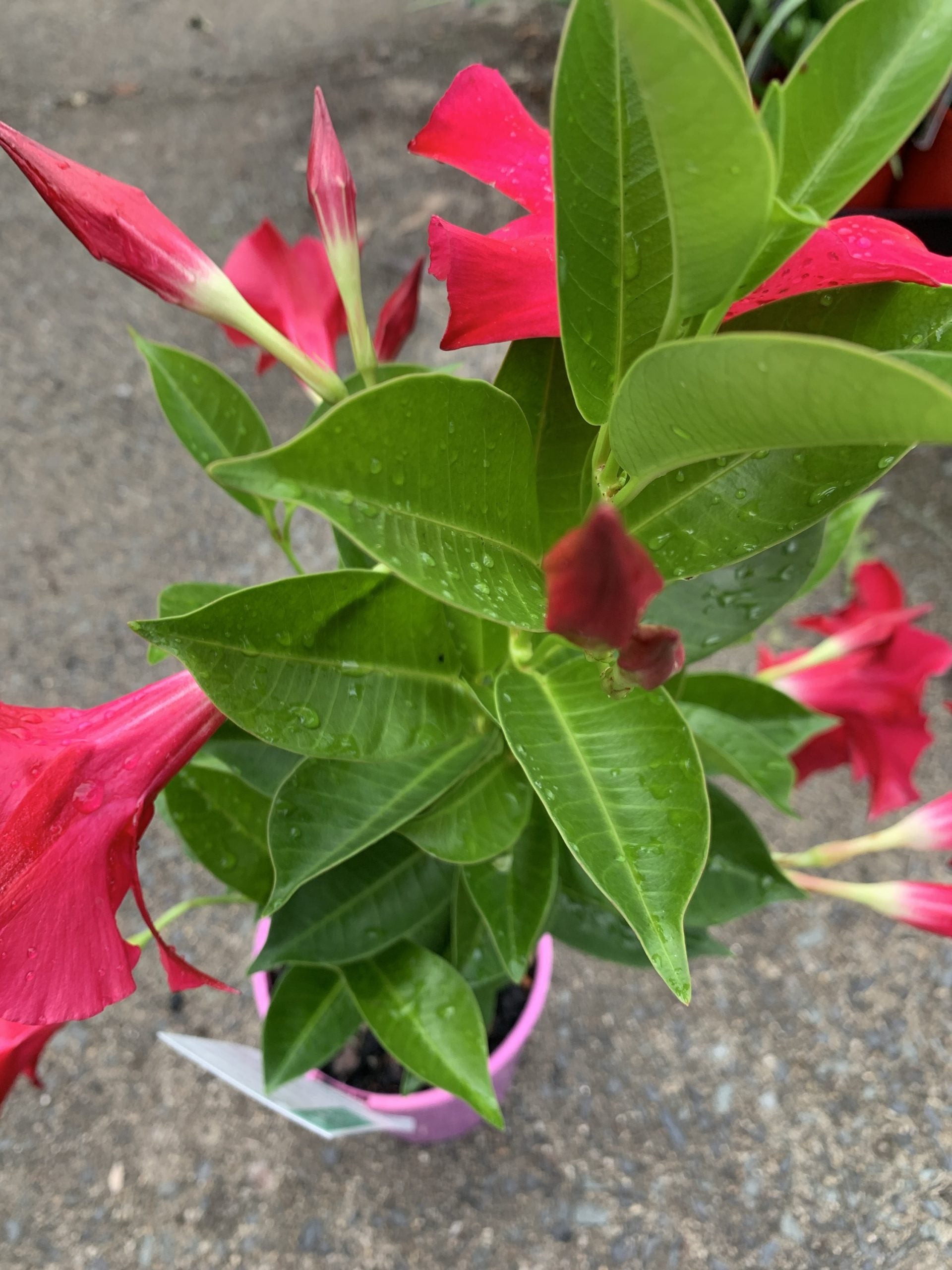 Mandevilla Summerstar Pink (Mandevilla sanderi)