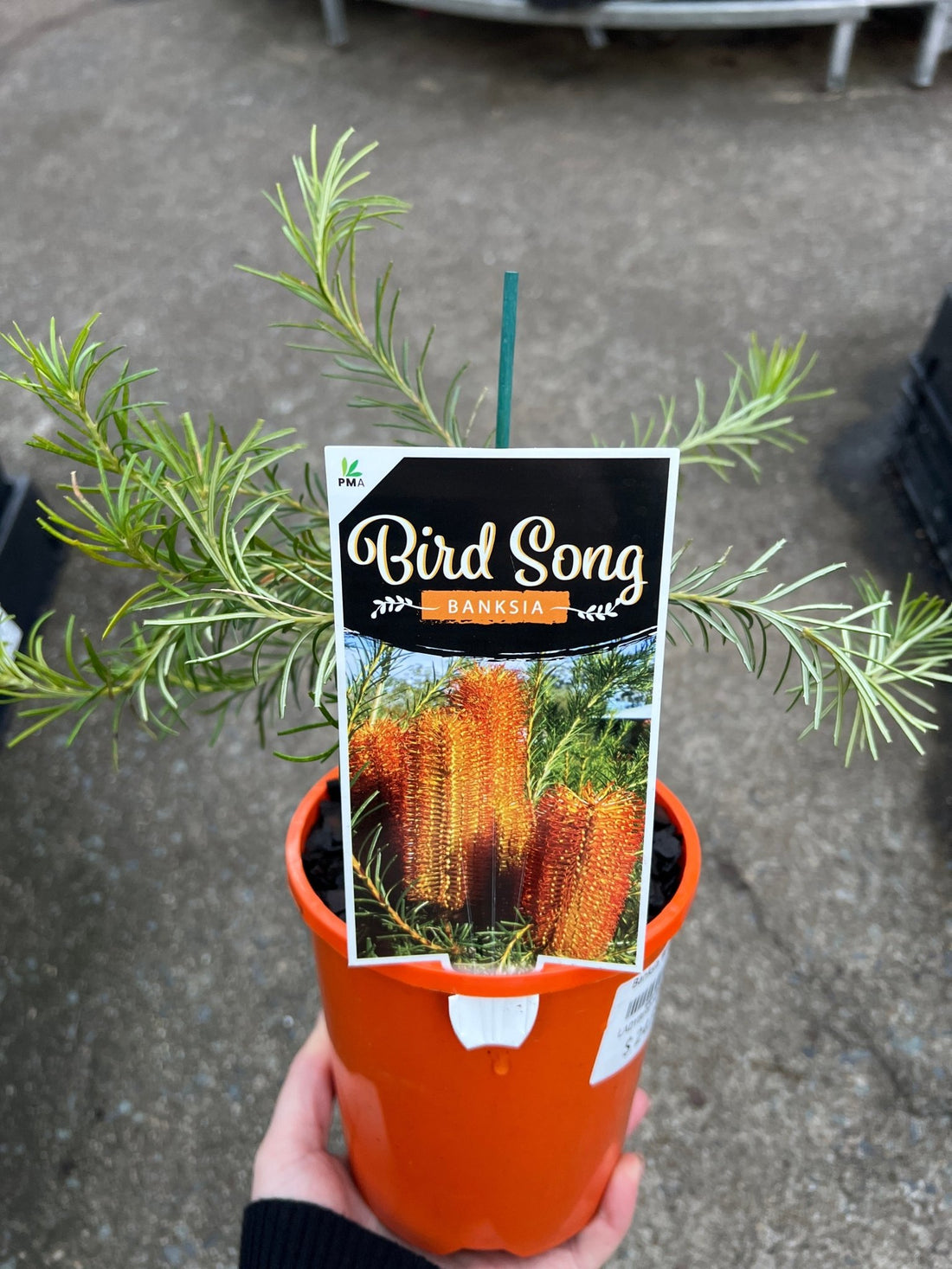 Banksia ‘Bird Song’ - Ladybird Nursery