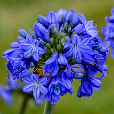 Agapanthus Blue Star