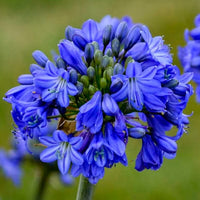 Agapanthus Blue Star