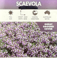 Fan Flower Touch Blue (Scaevola aemula) - Ladybird Nursery