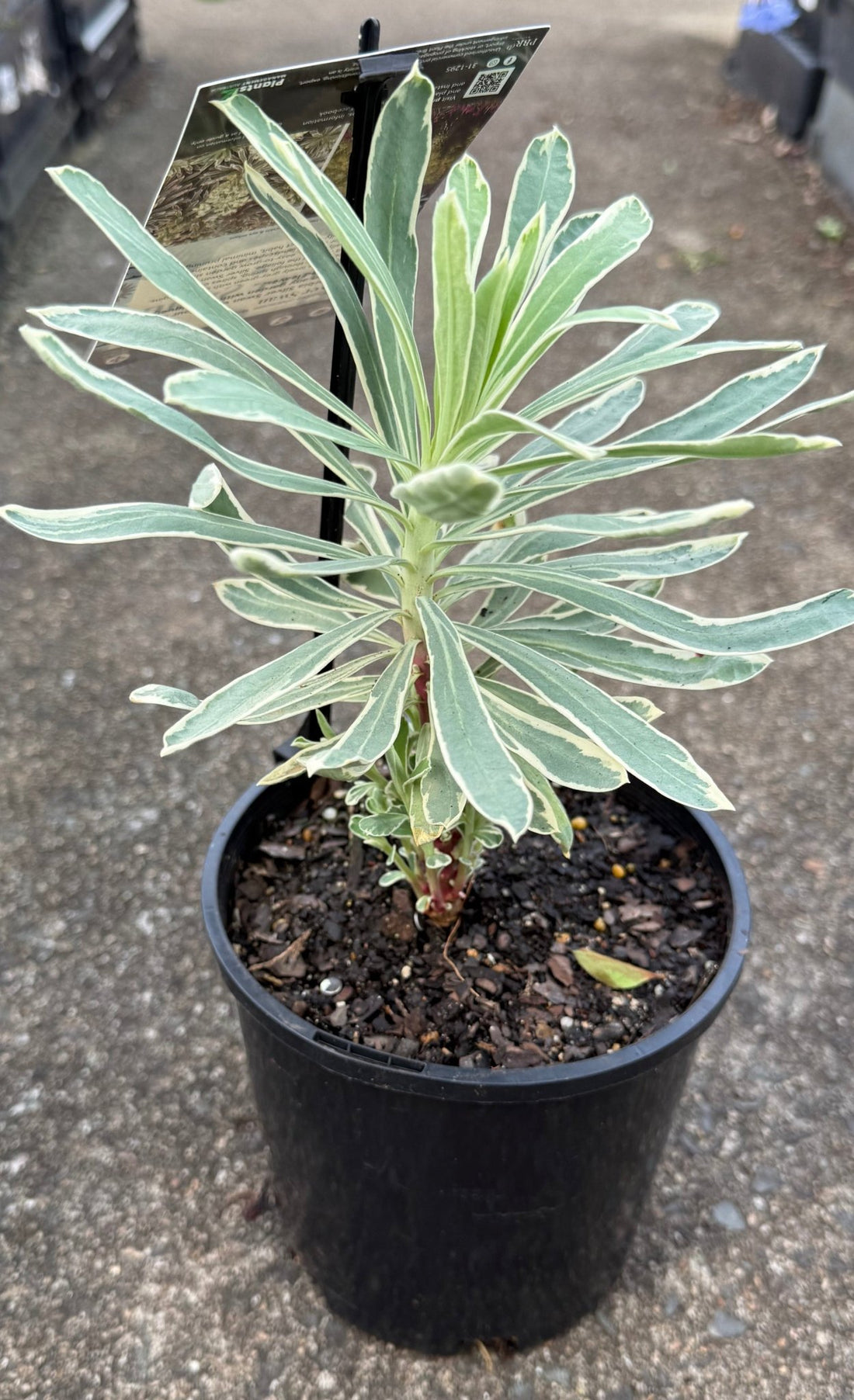 Silver Swan (Euphorbia characias) - Ladybird Nursery