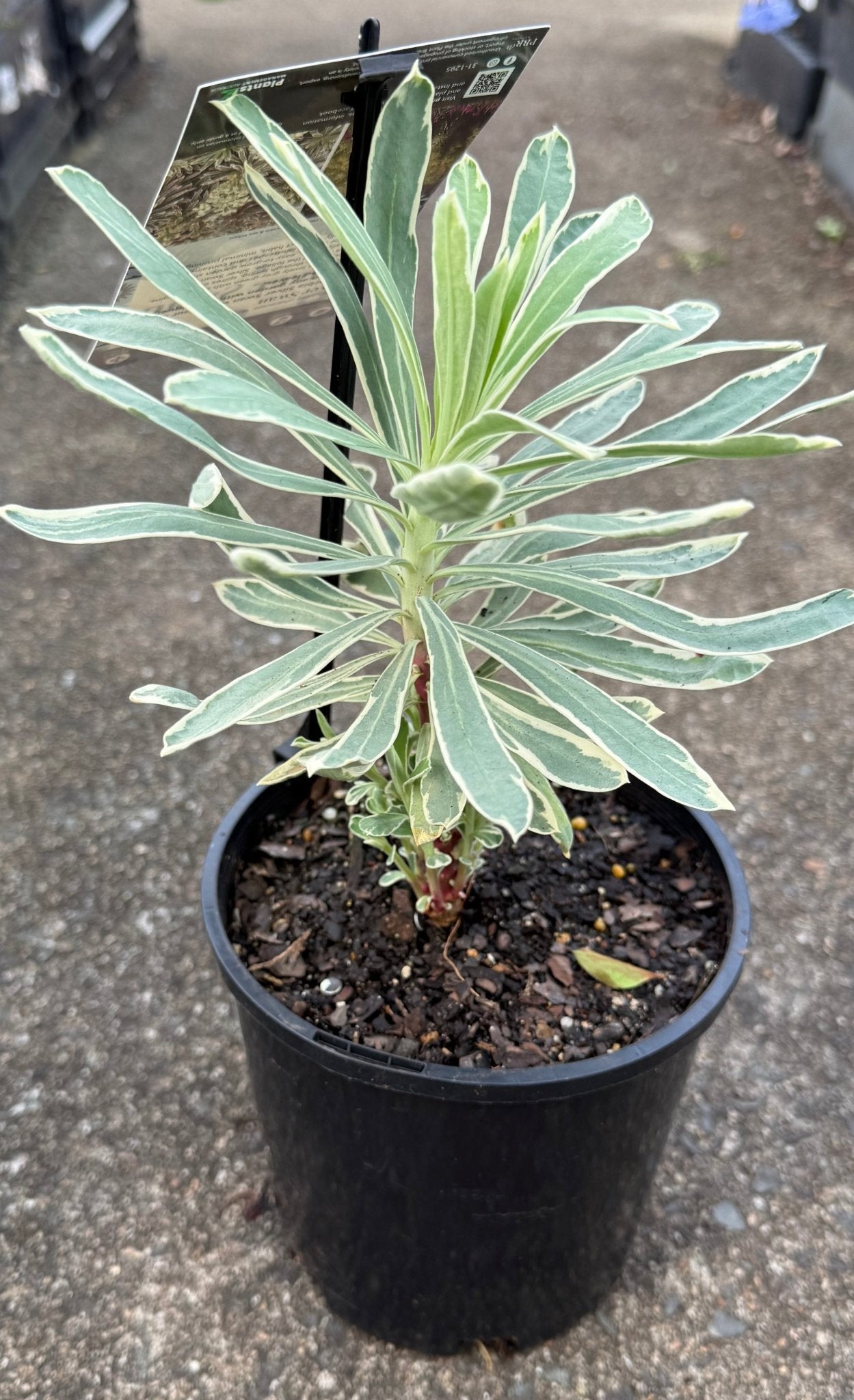 Silver Swan (Euphorbia characias) - Ladybird Nursery