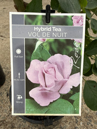 Rose 'Vol De Nuit'