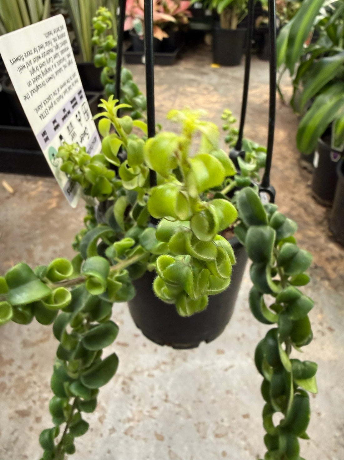 Lipstick Plant 'Super Curly' (Aeschynanthus) - Ladybird Nursery