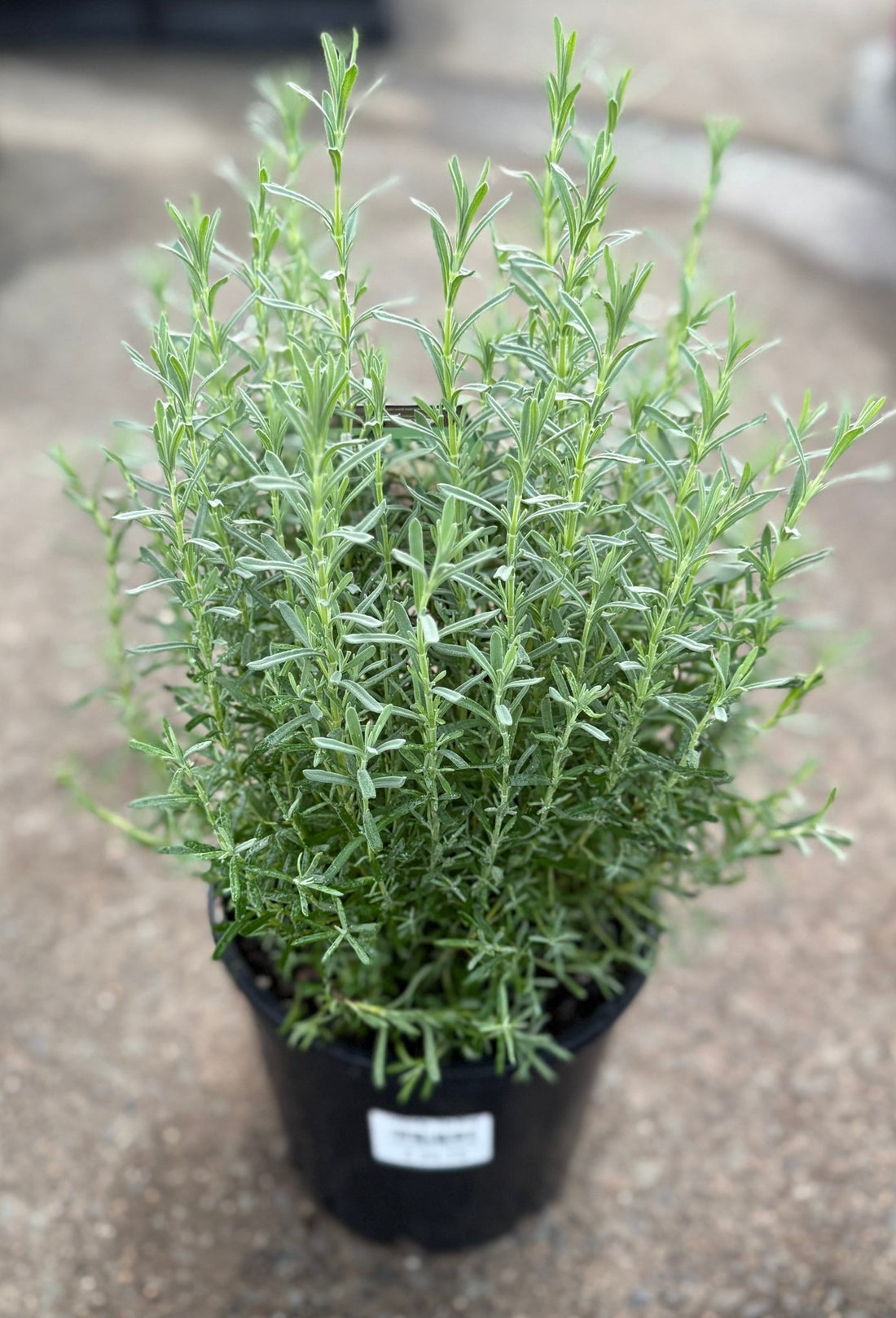 Lavender 'The King' - Large - Ladybird Nursery